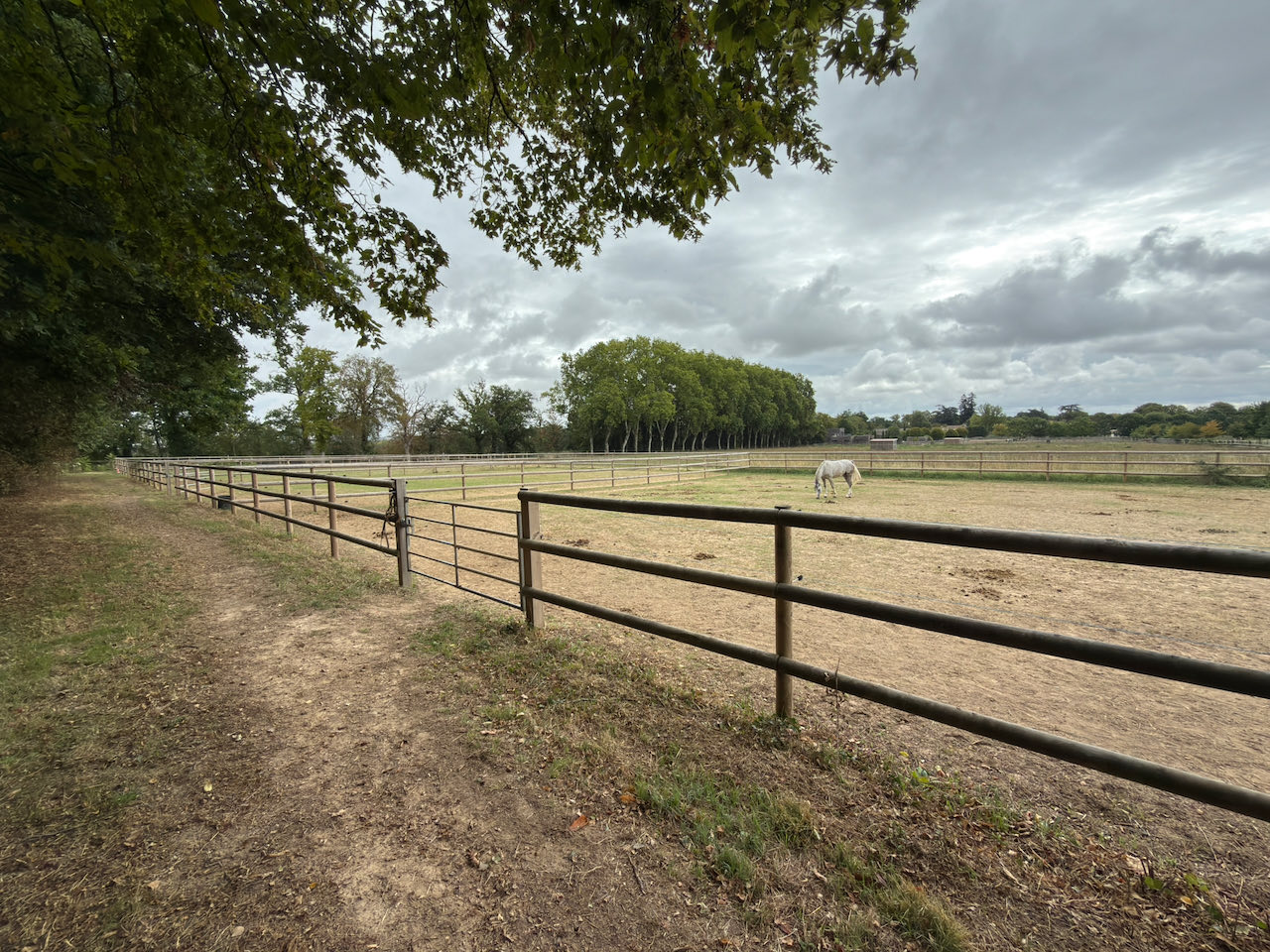 Cheval au pré dans un grand paddock clôturé du Centre Équestre de Venat